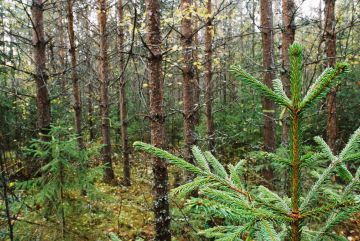 Metsänomistaja voi asettaa metsälleen erilaisia tavoitteita