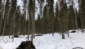 Tuulet kaatoivat useaan otteeseen poimintahakkuukohteelta tukkipuuta. (Kuvaaja: Pentti Kurki)