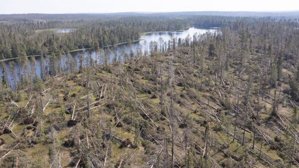 myrskytuho Kylmäluomankankaalla Taivalkoskella. kankaalla