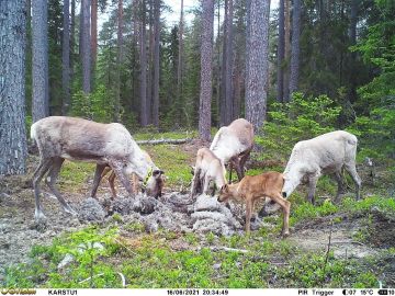 Metsäpeuravaatimet vasoineen tässä vielä Karstulan totutustarhassa. (Kuvaaja: Metsähallitus)