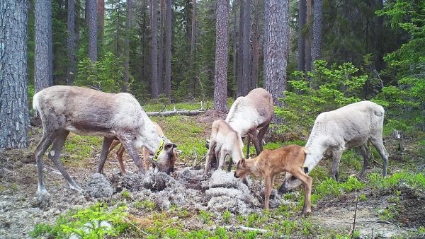 Metsäpeuravaatimet vasoineen tässä vielä Karstulan totutustarhassa. (Kuvaaja: Metsähallitus)