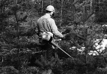 Mäntytaimikon perkausta Husqvarna 165 R -raivaussaha 1970-luvulla. (Kuvaaja: L.SäteriMetsätehon kokoelmaLusto)