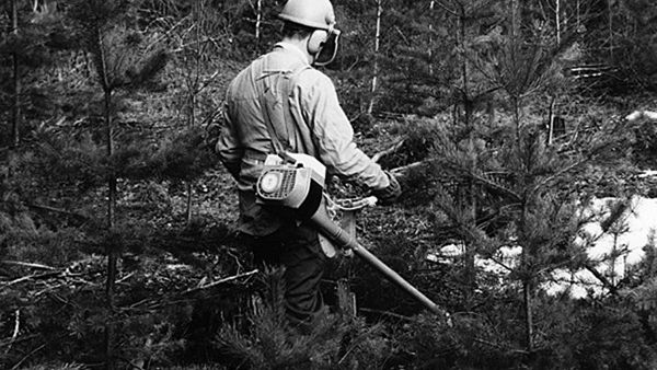 Mäntytaimikon perkausta Husqvarna 165 R -raivaussaha 1970-luvulla. (Kuvaaja: L.SäteriMetsätehon kokoelmaLusto)