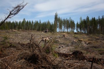 Yksityismetsänomistajien metsissä hakkuuaukot olivat vuoden 2020 hakkuuaikomusten perusteella hieman keskimääräistä pienempiä, 1,3 hehtaarin suuruisia. Hakkuuaukkojen keskikoossa ei ole tapahtunut viime vuosina merkittäviä muutoksia. (Kuvaaja: Valtteri Skyttä)