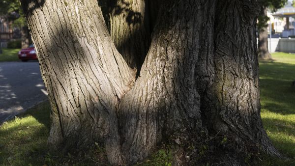 Kuopion berliininpoppelin tyven ympärys on muhkeat 7,4 metriä. Lukemalla yltää paksuimpien lehtipuiden sarjassa kuudenneksi Vihreät jättiläiset -kirjassa. (Kuvaaja: Matias Honkamaa)