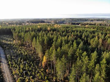 Metsissä elää enemmän uhanalaisia lajeja kuin muissa elinympäristöissä, mutta samaan aikaan metsälajeista pienempi osuus on uhanalaisia kuin muissa maaekosysteemeissä. (Kuvaaja: Sami Karppinen)