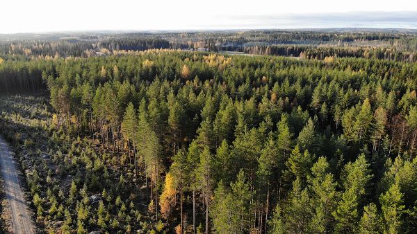 Metsissä elää enemmän uhanalaisia lajeja kuin muissa elinympäristöissä, mutta samaan aikaan metsälajeista pienempi osuus on uhanalaisia kuin muissa maaekosysteemeissä. (Kuvaaja: Sami Karppinen)