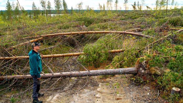 Pertti Nissiltä kaatui rajuilmassa 15 hehtaaria kasvatusmetsiä. Taloudellinen menetys on huomattava ja onnettomuuden ainoa onni oli, että tuhot ovat kesäkantavilla kohteilla. (Kuvaaja: Jarmo Manninen)