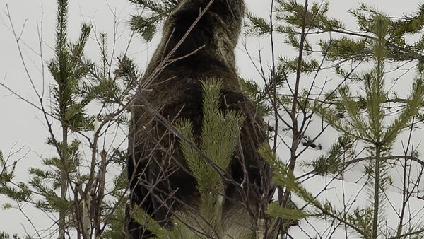 Tutkijoiden mukaan tietoa hirvien aiheuttamista vahingoista olisi olemassa. (Kuvaaja: Ari Komulainen)