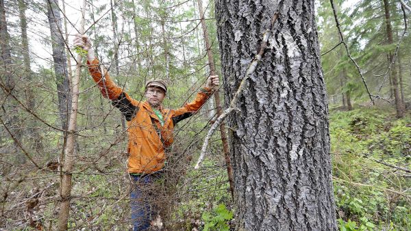 Muutamat järeät haavat on jätetty harvennukselle ryhmäksi, josta muodostuu aikanaan myös päätehakkuun säästöpuuryhmä. ”Nämä alikasvoskuuset olisi voinut jättää ennakkoraivauksessa kaatamatta haapojen välistä”, pohtii Vuorinen. (Kuva: Sami Karppinen)