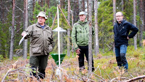 Demometsäalueilla mitataan muun muassa eri metsänkäsittelymentelmien vaikutuksia kovakuoriasilajistoon. Pienaukkohakkuulla olevan hyönteispyydyksen äärellä Luonnonvarakeskuksen erikoistutkijat Esa Huhta (vasemmalla), Ville Hallikainen ja Pasi Rautio. (Kuva: Juha Ollila)