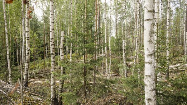 Luontoa huomioivassa energiapuunkorjuussa tehdään tekopökkeilöitä, säästetään kuusialikasvosta ja vältetään turhaa siistimistä. Luontoa huomioivassa energiapuunkorjuussa tehdään tekopökkeilöitä, säästetään kuusialikasvosta ja vältetään turhaa siistimistä.  (Kuvaaja: Seppo Samuli)