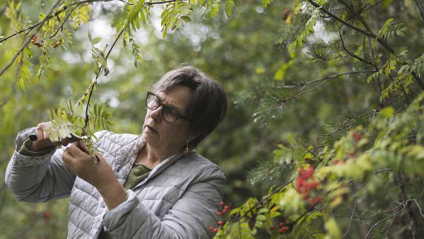 Keväällä Pirkko Parviainen-Hämäläinen kerää pihlajista nuppuja ja lehtiä. Syksyllä on marjojen vuoro. (Kuvaaja: Matias Honkamaa)