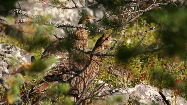 Teerikannat ovat riistakolmiolaskentojen perusteella tänä vuonna vahvimmat Oulun ja Kainuun alueilla.  (Kuvaaja: Sami Karppinen)