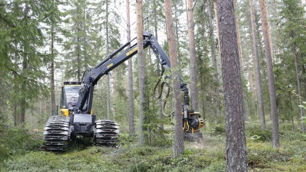 Kesäharvennusleimikko on takuuvarmaa kauppatavaraa tänäkin syksynä. Talviharvennuksen kaupittelu voi sen sijaan olla vaikeaa. (Kuvaaja: Sami Karppinen)