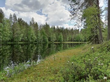 Pentti Linkolan muistometsä perustetaan Toivakan Riuttasaloon Keski-Suomessa. (Kuvaaja: Mari Helkiö)