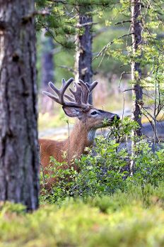 Kuinka suuressa roolissa puuntaimet ovat valkohäntäpeuran (kuvassa) ruokavaliossa Asiasta ei ole tarkkaa tutkimusta, mutta havaintojen mukaan pienissä puuntaimikossa on enemmän syöntituhoja alueilla, joilla on paljon niin valkohäntäpeuroja, hirviä kuin metsäkauriita. (Kuvaaja: Reima FlyktmanLehtikuva)