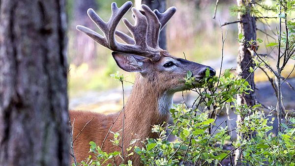 Kuinka suuressa roolissa puuntaimet ovat valkohäntäpeuran (kuvassa) ruokavaliossa Asiasta ei ole tarkkaa tutkimusta, mutta havaintojen mukaan pienissä puuntaimikossa on enemmän syöntituhoja alueilla, joilla on paljon niin valkohäntäpeuroja, hirviä kuin metsäkauriita. (Kuvaaja: Reima FlyktmanLehtikuva)