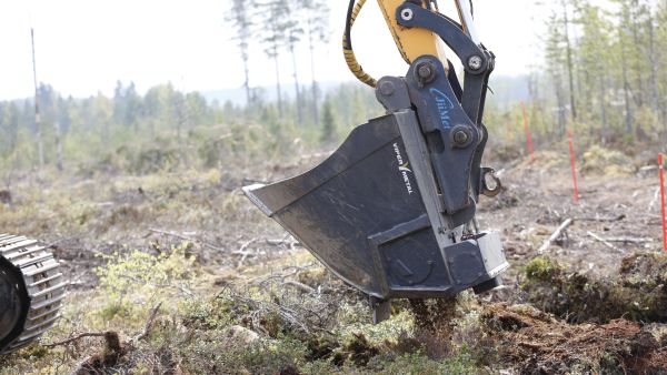 Metsäkylvökauhalla kylvetyt ja peitetyt männynsiemenet itivät tänä kesänä huomattavasti peittämättömiä paremmin. (Kuvaaja: Sami Karppinen)