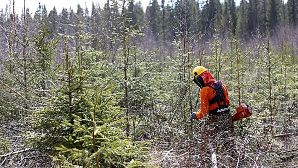 Taimikon harvennukseen voi nykyisen kemeralain mukaan hakea tukea siinä vaiheessa, kun tuetusta varhaishoidosta on kulunut vähintään seitsemän vuotta. Ensimmäiset seitsemän vuoden välillä tukea saavat kohteet voivat tulla työn alle vuonna 2022. (Kuvaaja: Sami Karppinen)