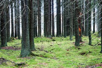 Haapaniemen vanha kuusikko on järeä. Yhden tuulenkaadon sahaamiseen meni tankillinen polttoainetta. (Kuva Emil Bobyrev)