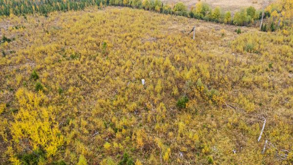 Lämmin syksy lisää metsän hiilipäästöjä. Puut ja kasvit eivät enää yhteytä eli sido hiiltä valon vähyyden vuoksi, mutta hajoamistoiminta ja kasvillisuuden hengittäminen eli hiilen päästäminen jatkuu. (Kuvaaja: Seppo Samuli)