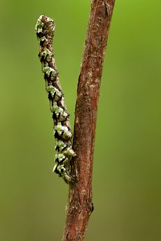 Tämän hammasmittarin toukan naamiointi olisi ollut aivan erinomainen jäkäläisessä oksistossa. (Kuvaaja: Jorma Peiponen)