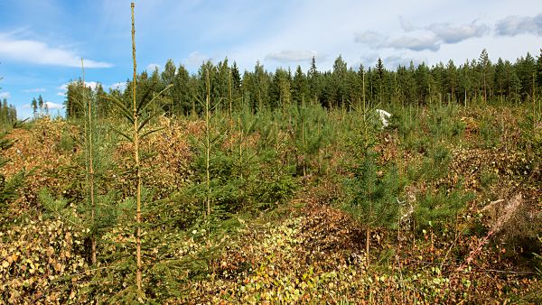 Sekametsän laatukasvatus alkaa taimikonhoidossa, jolloin poistetaan etukasvuiset ja vialliset rungot sekä jätetään mahdollisuuksien mukaan lehtipuustoa. (Kuvaaja: Sami Karppinen)