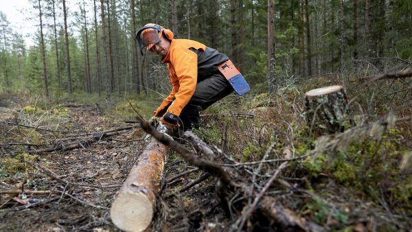 Janne Partanen korjasi viime viikolla tuulenkaadoista pientä hankintakauppaa Iisalmen Ulmalan kylällä. (Kuvaaja: Matias Honkamaa)