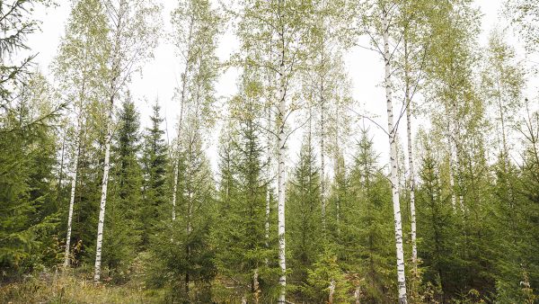 Koivuja pois, kuusille tilaa. Kaksijaksoisen metsän näkymää 1. harvennuksen jälkeen. Hakatuista puista tehtiin kelpo kauppa energiapuina. (Kuva Seppo Samuli)