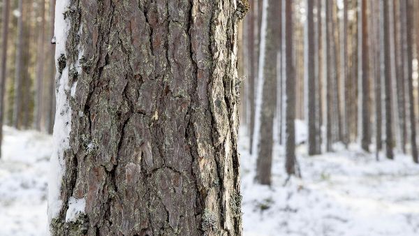 Luonnonvarakeskus ennustaa tukkien kysynnän painottuvan ensi vuonna mäntyyn. (Kuvaaja: Mikko Riikilä)