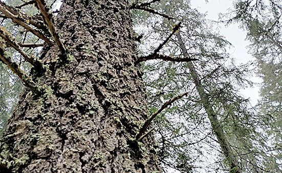 Kummallinen kuusi ihmetytti lukijaa. (Kuvaaja: Markku Karvanen)