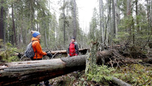 Tarja Karjula ja Virpi Lipsonen kävivät syysretkellä Pyhä-Häkin kansallispuistossa. Suojelumetsää he kuvailivat rauhoittavaksi ympäristöksi, jossa aika tuntuu pysähtyneen. Suomen metsien pinta-alasta luonnontilaisia tai luonnontilaisen kaltaisia on arviolta 23 prosenttia. (Kuvaaja: Sami Karppinen)