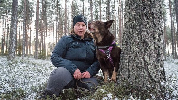 Sanna Vinblad ja kahdeksanvuotias lapinporokoira Malla aikovat myös hakea Lapin ammattikorkeakoulun  järjestämään hajukoulutukseen.  (Kuvaaja: Juha Ollila)