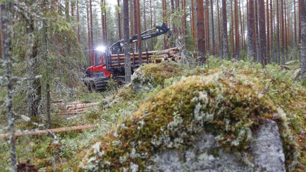 Puunkorjuu on pitänyt keskittää suuressa osassa maata kovapohjaisille maille syksyn sateiden takia. Metsäpalvelu Hiekkalan Vesa Hiekkala ajoi puita erittäin kivisessä maastossa Metsä Groupin harvennusleimikolla Äänekoskella viime viikolla.  (Kuvaaja: Sami Karppinen)