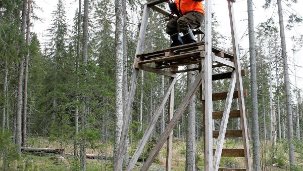 Kalikoiden kopsetta karkkoava hirvi tulee passiin yleensä hiljaa hissukseen. (Kuvaaja: Jere Malinen)