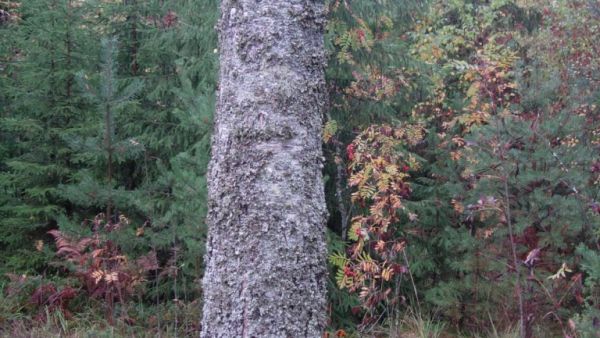 Viilulaadun koivutukki on helposti leimikon kallein puutavaralaji, mutta kertymä jää muutamiin runkoihin hehtaarilla. (Kuvaaja: Mikko Häyrynen)