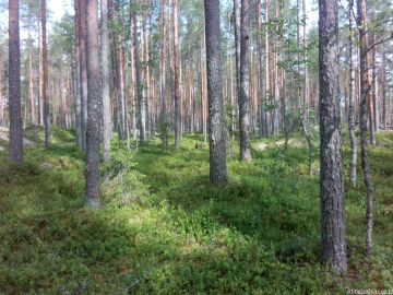 Joutsenlammin hakkuualue