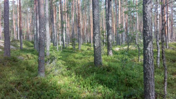 Joutsenlammin hakkuualue