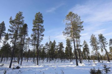 Etualalla siemenpuuasentoon hakattua männikköä Ylä-Lapissa. (Kuva: Sami Karppinen)