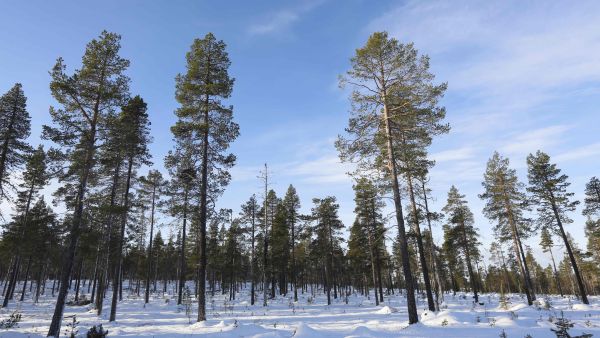 Etualalla siemenpuuasentoon hakattua männikköä Ylä-Lapissa. (Kuva: Sami Karppinen)