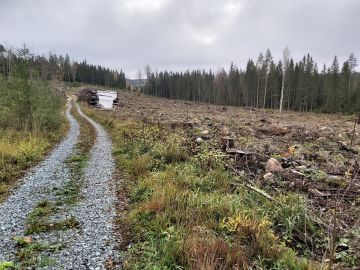 Pirkanmaalla myytiin tänä syksynä tila, josta 70 prosenttia oli vuoden tai kahden sisällä perustettua taimikkoa. Kuva: Hannu Liljeroos