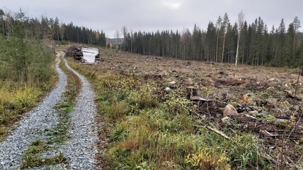 Pirkanmaalla myytiin tänä syksynä tila, josta 70 prosenttia oli vuoden tai kahden sisällä perustettua taimikkoa. Kuva: Hannu Liljeroos