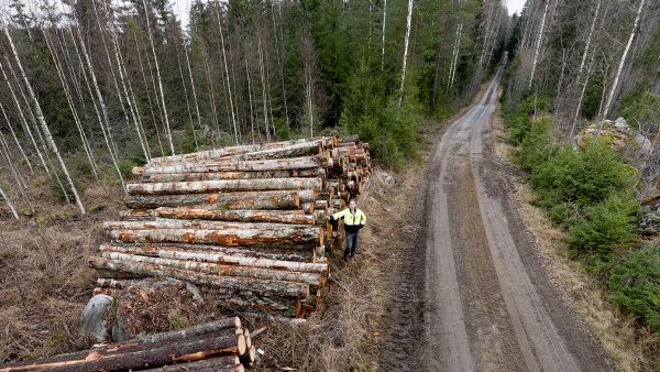 Hyvälaatuinen vanerikoivuleimikko korjattiin marraskuun vesisateissa Vesilahdella Tampereen tuntumassa. Riga Woodin metsäpäällikkö Timo Uotila muistuttaa metsänomistajia koivutukin hyvästä kysynnästä, joka kannattaa hyödyntää.