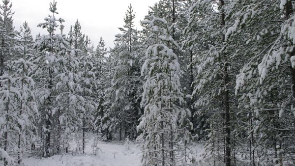 Myyty tila oli pääosin nuorta ja jonkin verran eri-ikäistä kasvatusmetsää, kuten Lapin luontaisesti uudistetuilla aloilla  usein.  