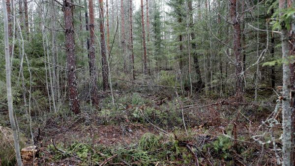 Työjälki poikkeaa käytäväharvennuksessa rajusti perinteisestä harvennuksesta. Muutaman metrin levyisiltä käytäviltä poistetaan kaikki puut, mutta käytävien väliset alueet jätetään kokonaan käsittelemättä. Näkymä suoraan ajouralta poispäin. (Kuvaaja: Sami Karppinen)