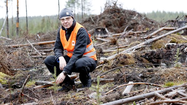  Istutustiheydet valvontakohteilla vastasivat hyvin metsänhoitosuositusten tavoitetiheyksiä. Kari Kuusiniemi kertoo. (Kuvaaja: Sami Karppinen)