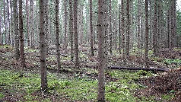 Metsätalouden taloudellisen kannattavuuden näkökulmasta ei ole olemassayhtä parasta metsänkasvatusmenetelmää, kertoo tuore kannattavuuskatsaus. Kuvan kuusikkoon on tehty varovainen poimintahakkuu, jolla tähdätään hitaaseen siirtymään kohti jatkuvapeitteistä kasvatusta. (Kuva: Valtteri Skyttä) (Kuvaaja: Valtteri Skyttä)