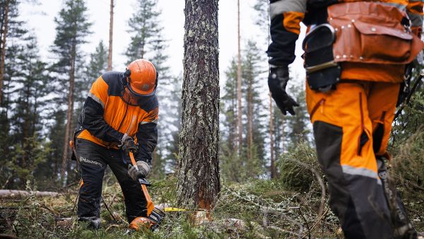 Evon metsäopiston opiskelijat harjoittelivat marraskuussa siemenpuuhakkuuta oppilastyönä. (Kuvaaja: Seppo Samuli)