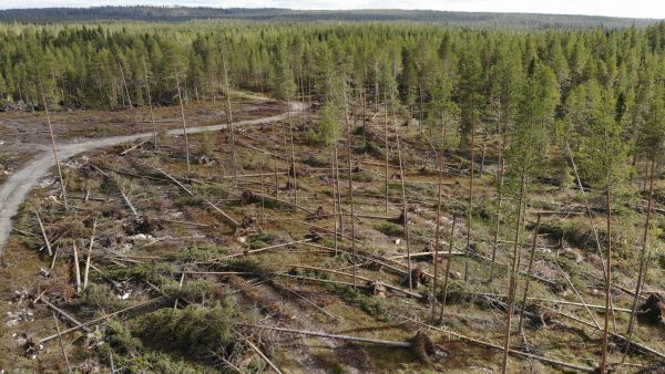 Pohjois-Pohjanmaalla puukauppaa vauhdittivat tänä vuonna kesän myrskytuhot. Kuva elokuulta Pudasjärveltä.  (Kuvaaja: Sami Karppinen)